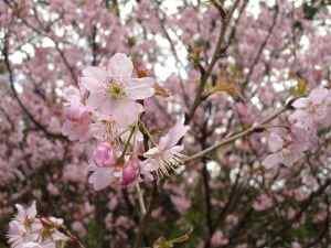 Christian Ladies Night Out Ideas pink party flowers