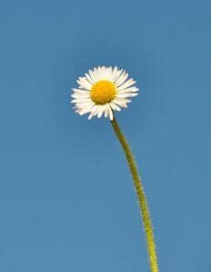 daisy