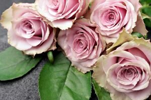 Beautiful Wedding Roses